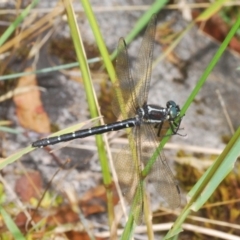 Eusynthemis guttata (Southern Tigertail) at Kosciuszko National Park, NSW - 8 Feb 2021 by Harrisi