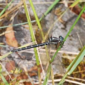 Eusynthemis guttata at Kosciuszko National Park, NSW - 8 Feb 2021