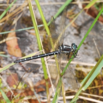 Eusynthemis guttata (Southern Tigertail) at Kosciuszko National Park, NSW - 8 Feb 2021 by Harrisi