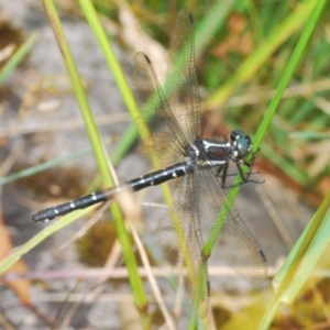 Eusynthemis guttata at Kosciuszko National Park, NSW - 8 Feb 2021 02:39 PM