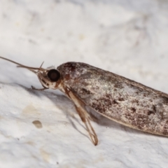 Philobota philostaura (A Concealer moth (Philobota group)) at Melba, ACT - 6 Feb 2021 by kasiaaus