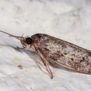 Philobota philostaura at Melba, ACT - 6 Feb 2021