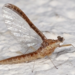 Ephemeroptera (order) (Unidentified Mayfly) at Melba, ACT - 6 Feb 2021 by kasiaaus