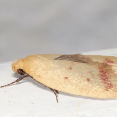 Heteroteucha occidua (A concealer moth) at Melba, ACT - 5 Feb 2021 by kasiaaus