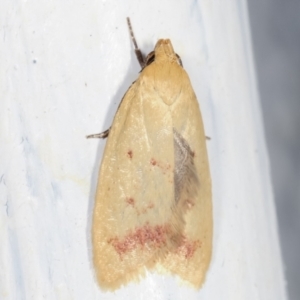 Heteroteucha occidua at Melba, ACT - 6 Feb 2021 12:17 AM