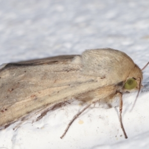 Helicoverpa (genus) at Melba, ACT - 6 Feb 2021 12:22 AM