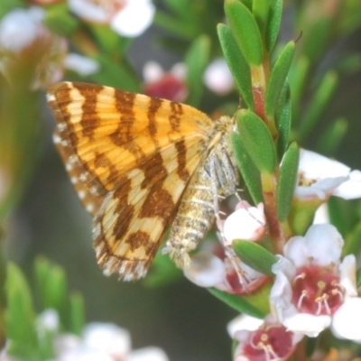 Chrysolarentia chrysocyma (Small Radiating Carpet) at Kosciuszko National Park, NSW - 8 Feb 2021 by Harrisi