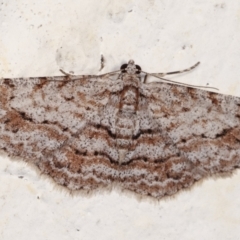 Didymoctenia exsuperata (Thick-lined Bark Moth) at Melba, ACT - 6 Feb 2021 by kasiaaus