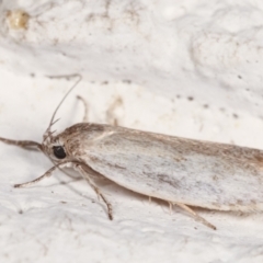 Oecophoridae provisional group 2 at Melba, ACT - 6 Feb 2021 12:27 AM