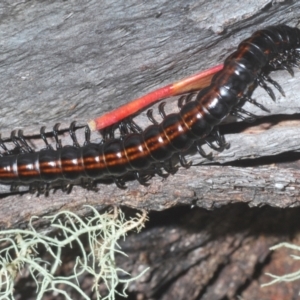 Paradoxosomatidae sp. (family) at Kosciuszko National Park, NSW - 7 Feb 2021