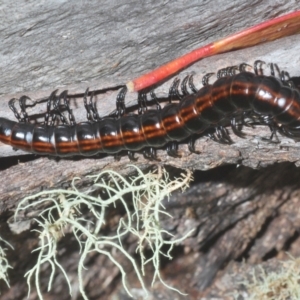 Paradoxosomatidae sp. (family) at Kosciuszko National Park, NSW - 7 Feb 2021