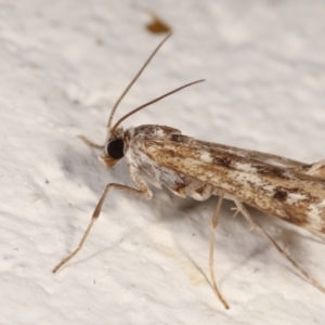 Hygraula nitens at Melba, ACT - 6 Feb 2021 12:30 AM