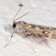 Hygraula nitens at Melba, ACT - 6 Feb 2021 12:30 AM