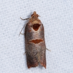 Glyphidoptera insignana (a tufted Tortrix moth) at Melba, ACT - 6 Feb 2021 by kasiaaus