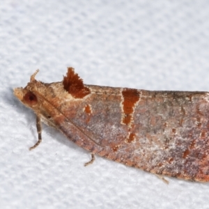 Glyphidoptera insignana at Melba, ACT - 6 Feb 2021 08:55 PM