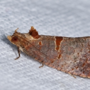 Glyphidoptera insignana at Melba, ACT - 6 Feb 2021 08:55 PM