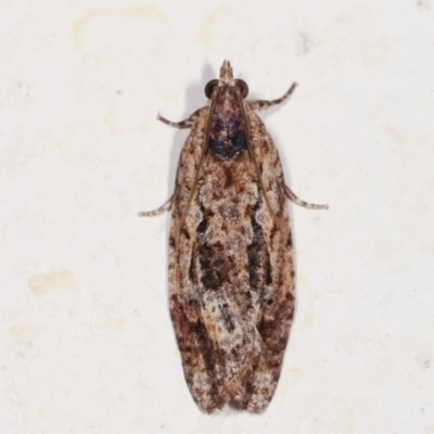 Thrincophora lignigerana (A Tortricid moth) at Melba, ACT - 5 Feb 2021 by kasiaaus