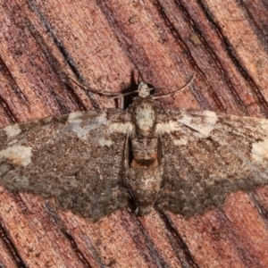 Pasiphilodes testulata at Melba, ACT - 6 Feb 2021 08:58 PM