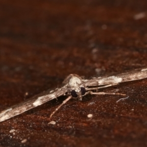 Pasiphilodes testulata at Melba, ACT - 6 Feb 2021 08:58 PM