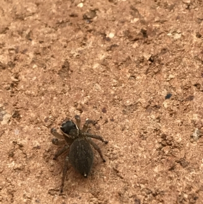 Maratus griseus (Jumping spider) at Lyneham, ACT - 9 Feb 2021 by Tapirlord