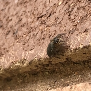 Maratus griseus at Lyneham, ACT - 9 Feb 2021