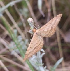 Scopula rubraria (Reddish Wave, Plantain Moth) at Aranda, ACT - 9 Feb 2021 by Jubeyjubes