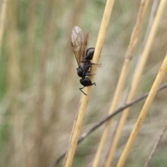 Formicidae (family) (Unidentified ant) at Aranda, ACT - 9 Feb 2021 by Jubeyjubes