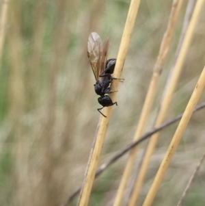 Formicidae (family) at Aranda, ACT - 9 Feb 2021 03:30 PM