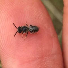 Lasioglossum (Chilalictus) sp. (genus & subgenus) (Halictid bee) at Aranda, ACT - 9 Feb 2021 by Jubeyjubes