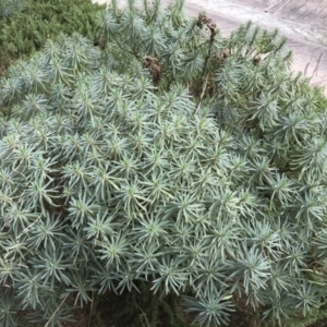 Euphorbia characias at Phillip, ACT - 9 Feb 2021 05:01 PM