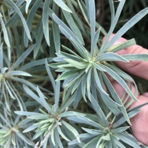 Euphorbia characias at Phillip, ACT - 9 Feb 2021