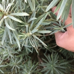 Euphorbia characias at Phillip, ACT - 9 Feb 2021