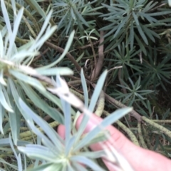 Euphorbia characias at Phillip, ACT - 9 Feb 2021