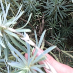 Euphorbia characias at Phillip, ACT - 9 Feb 2021 05:01 PM