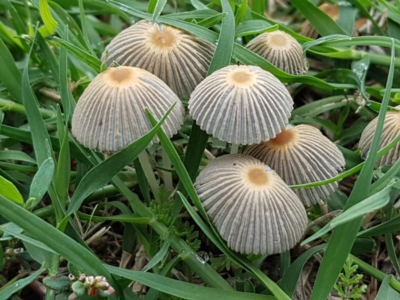 Parasola sp. (genus) (An Inkcap) at Lyneham, ACT - 10 Feb 2021 by trevorpreston