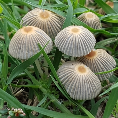 Parasola sp. (genus) (An Inkcap) at Lyneham, ACT - 9 Feb 2021 by trevorpreston