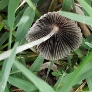 Parasola sp. (genus) at Lyneham, ACT - 10 Feb 2021