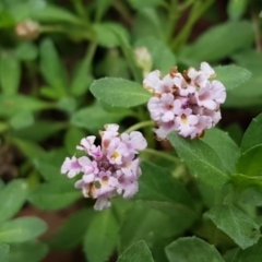 Phyla canescens (Lippia) at Lyneham, ACT - 10 Feb 2021 by trevorpreston