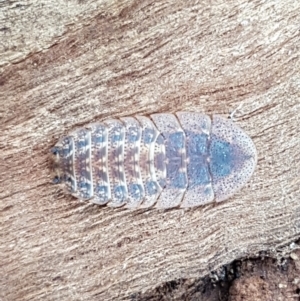 Laxta sp. (genus) at Lyneham, ACT - 10 Feb 2021 09:50 AM