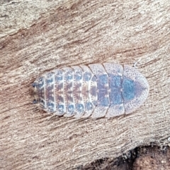 Laxta sp. (genus) at Lyneham, ACT - 10 Feb 2021 09:50 AM