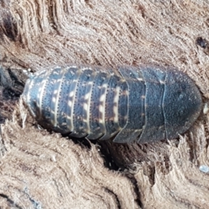 Laxta sp. (genus) at Lyneham, ACT - 10 Feb 2021 09:51 AM