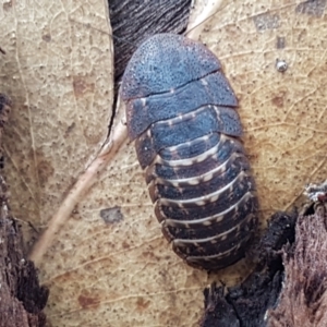 Laxta sp. (genus) at Lyneham, ACT - 10 Feb 2021 09:51 AM