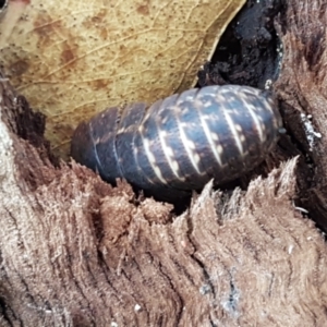 Laxta sp. (genus) at Lyneham, ACT - 10 Feb 2021 09:51 AM