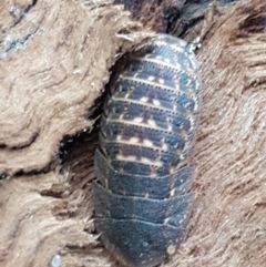 Laxta sp. (genus) at Lyneham, ACT - 10 Feb 2021 09:51 AM