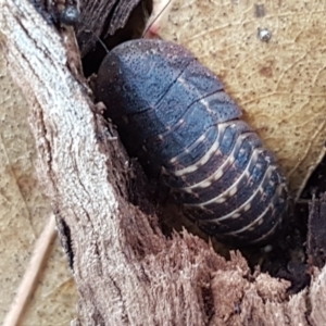 Laxta sp. (genus) at Lyneham, ACT - 10 Feb 2021