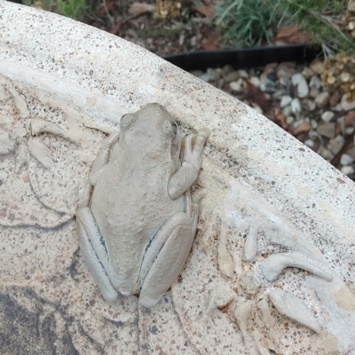 Litoria peronii (Peron's Tree Frog, Emerald Spotted Tree Frog) at Aranda, ACT - 9 Feb 2021 by RDuncan