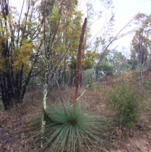 Xanthorrhoea glauca subsp. angustifolia at Coree, ACT - suppressed