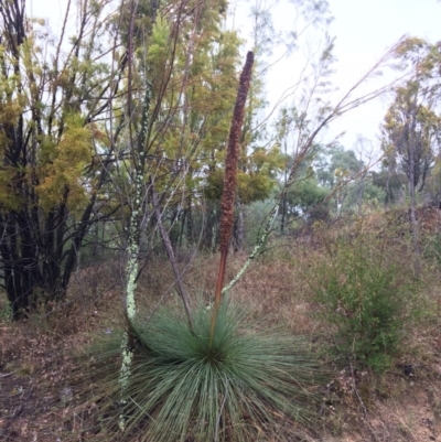 Xanthorrhoea glauca subsp. angustifolia (Grey Grass-tree) at Coree, ACT - 4 Feb 2021 by NickiTaws