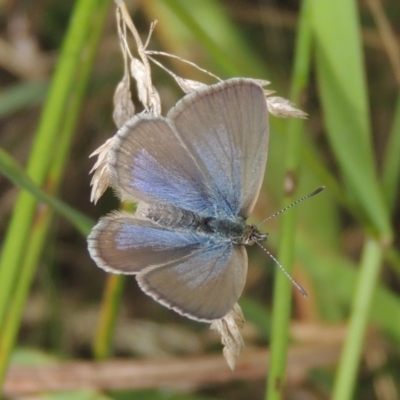 Zizina otis (Common Grass-Blue) at Pollinator-friendly garden Conder - 29 Dec 2020 by michaelb