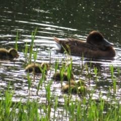 Aythya australis at Fyshwick, ACT - 9 Feb 2021